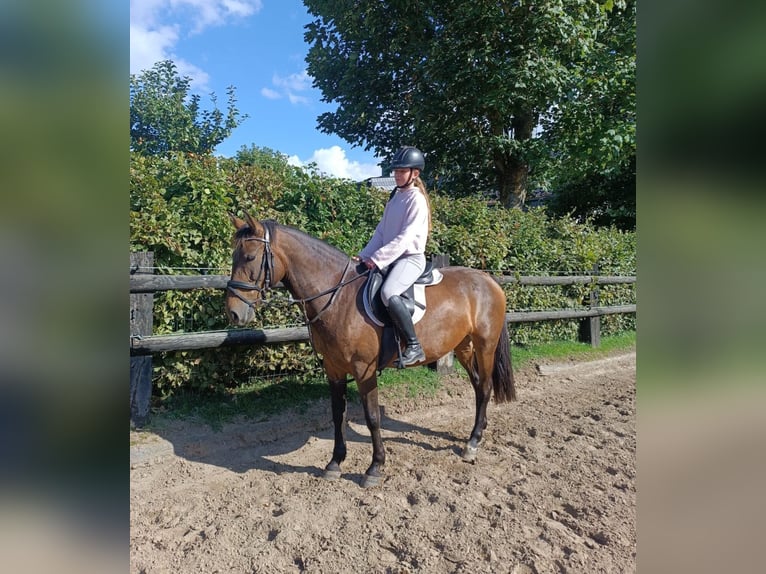 Meer ponys/kleine paarden Merrie 7 Jaar 147 cm Bruin in Nettersheim