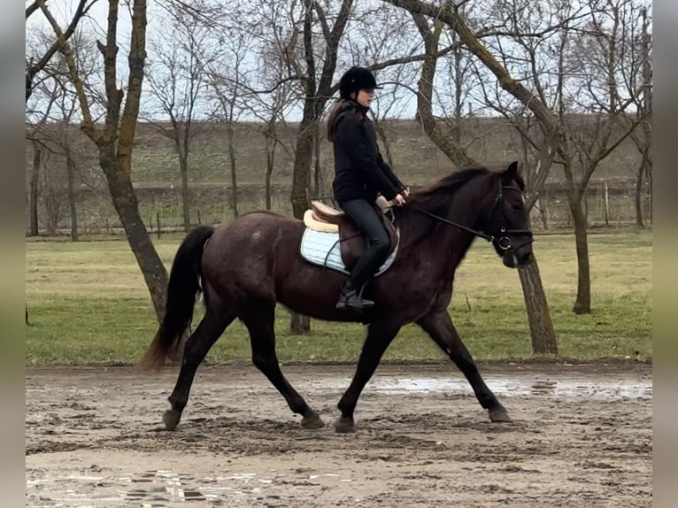 Meer ponys/kleine paarden Merrie 7 Jaar 148 cm Bruin in Békéscsaba