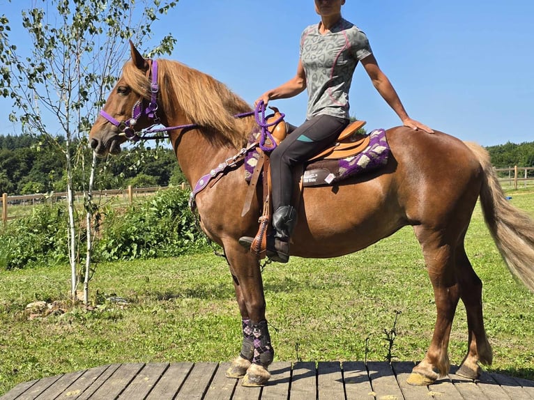 Meer ponys/kleine paarden Merrie 7 Jaar 149 cm Vos in Linkenbach