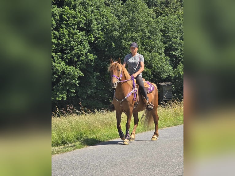 Meer ponys/kleine paarden Merrie 7 Jaar 149 cm Vos in Linkenbach