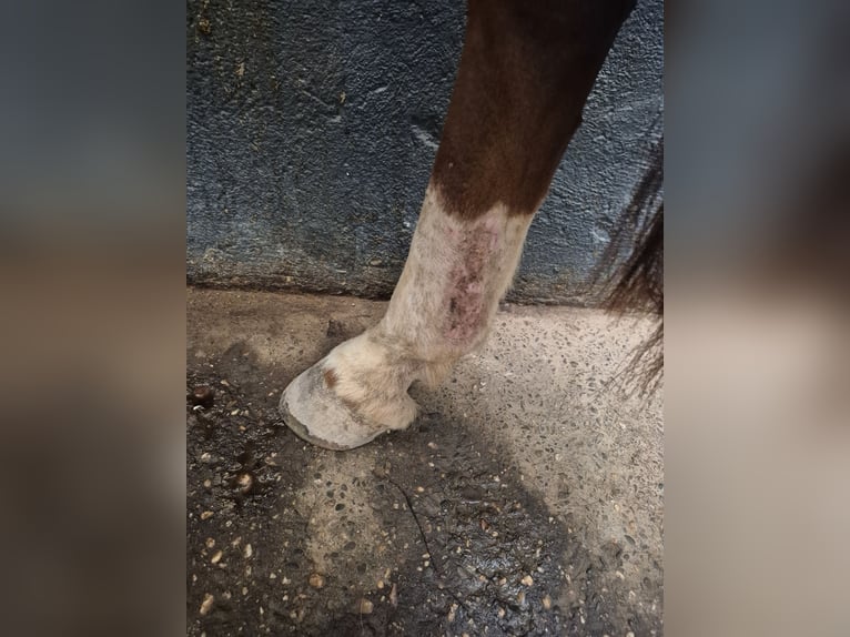 Meer ponys/kleine paarden Mix Merrie 7 Jaar 150 cm Donkere-vos in Alpen