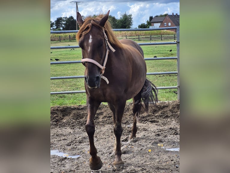 Meer ponys/kleine paarden Mix Merrie 7 Jaar 150 cm Donkere-vos in Alpen