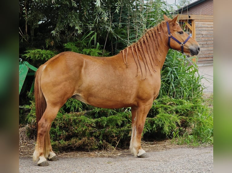 Meer ponys/kleine paarden Mix Merrie 7 Jaar 150 cm Vos in Someren