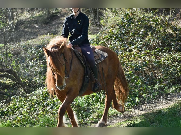 Meer ponys/kleine paarden Mix Merrie 7 Jaar 150 cm Vos in Someren