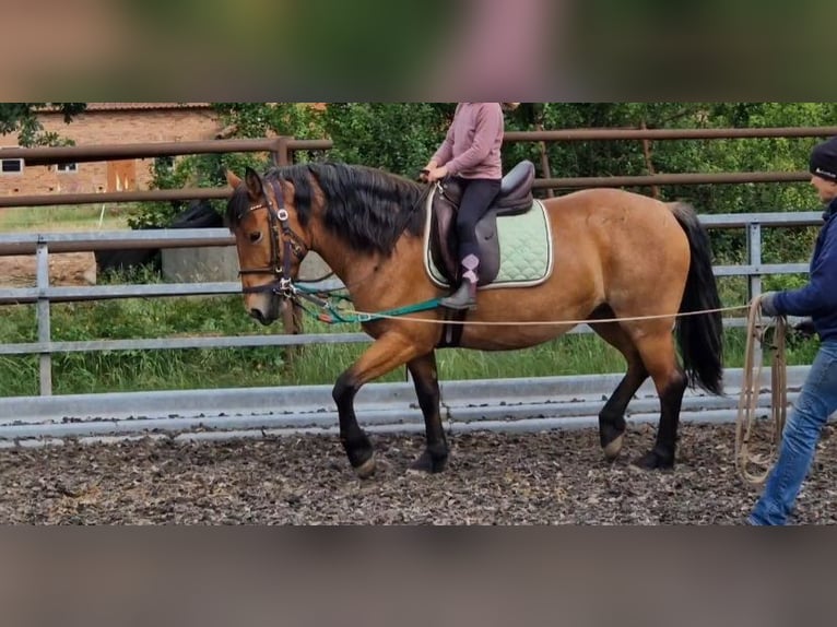 Meer ponys/kleine paarden Mix Merrie 7 Jaar 152 cm Roodbruin in Steimbke Lichtenhorst