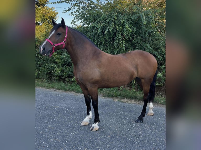 Meer ponys/kleine paarden Merrie 7 Jaar 153 cm Bruin in Mez&#x151;hegyes