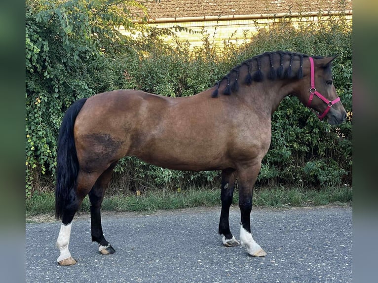 Meer ponys/kleine paarden Merrie 7 Jaar 153 cm Bruin in Mez&#x151;hegyes