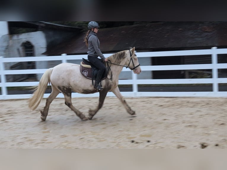 Meer ponys/kleine paarden Merrie 7 Jaar 153 cm Cremello in Morsbach