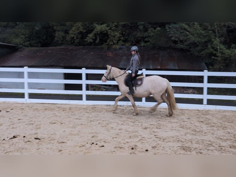 Meer ponys/kleine paarden Merrie 7 Jaar 153 cm Cremello in Morsbach