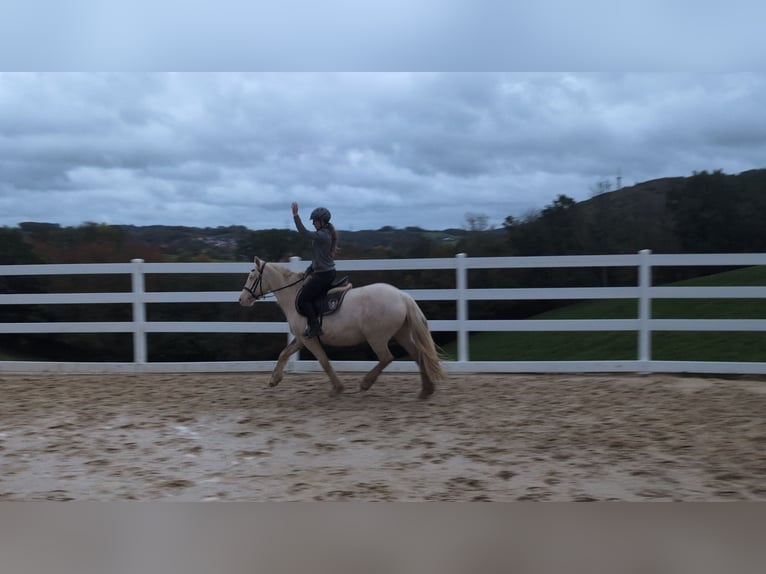 Meer ponys/kleine paarden Merrie 7 Jaar 153 cm Cremello in Morsbach