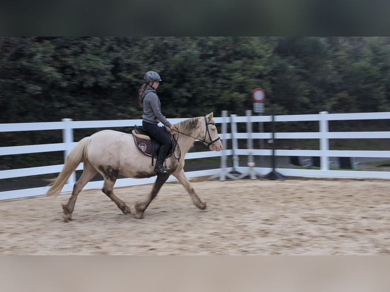 Meer ponys/kleine paarden Merrie 7 Jaar 153 cm Cremello in Morsbach