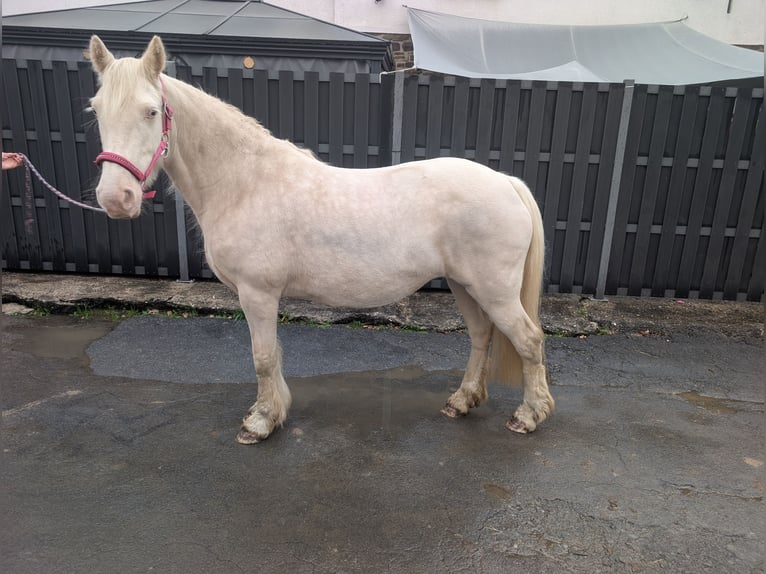 Meer ponys/kleine paarden Merrie 7 Jaar 153 cm Cremello in Morsbach