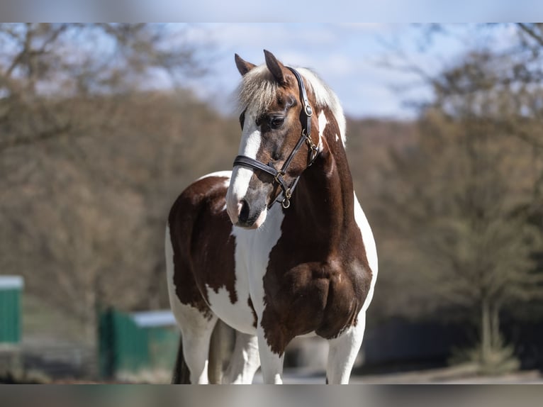 Meer ponys/kleine paarden Merrie 7 Jaar 154 cm Gevlekt-paard in Windhagen