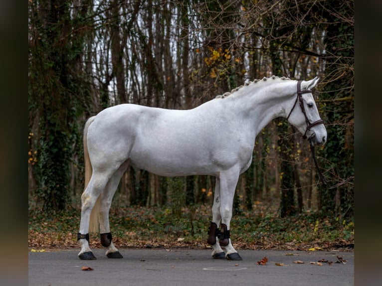 Meer ponys/kleine paarden Merrie 7 Jaar 155 cm Schimmel in B&#xE9;k&#xE9;scsaba