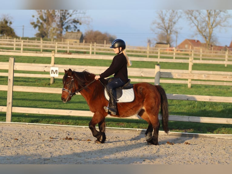 Meer ponys/kleine paarden Merrie 8 Jaar 120 cm Bruin in Bogaarden
