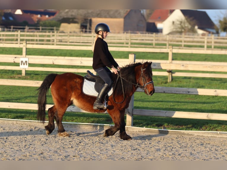 Meer ponys/kleine paarden Merrie 8 Jaar 120 cm Bruin in Bogaarden