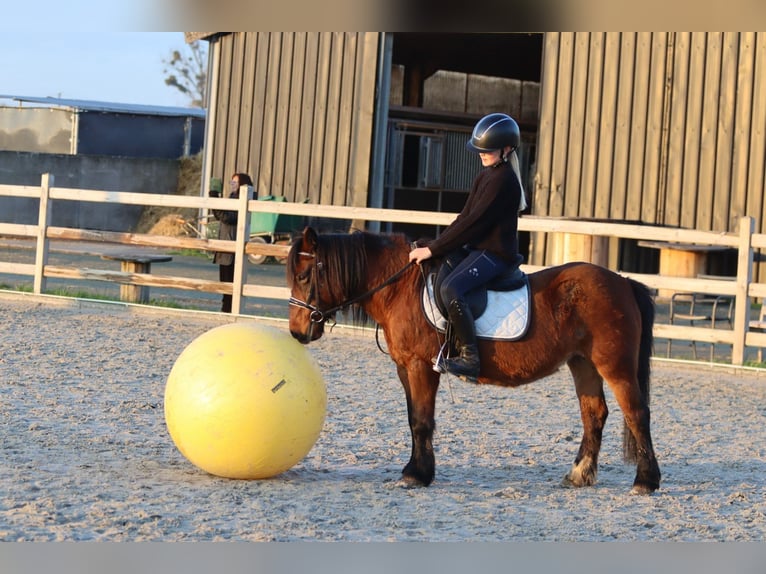 Meer ponys/kleine paarden Merrie 8 Jaar 120 cm Bruin in Bogaarden