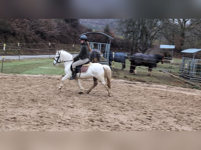 Meer ponys/kleine paarden Merrie 8 Jaar 120 cm Schimmel in Morsbach