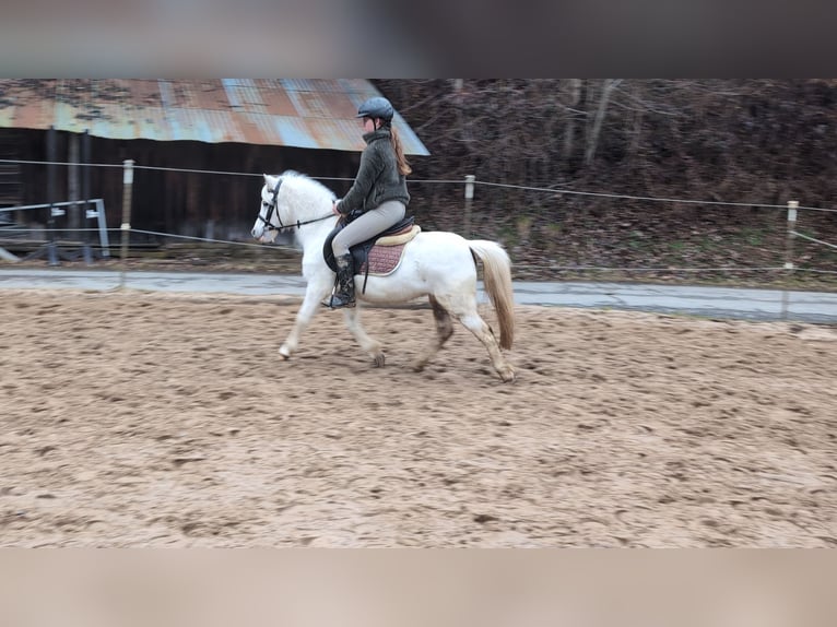 Meer ponys/kleine paarden Merrie 8 Jaar 120 cm Schimmel in Morsbach