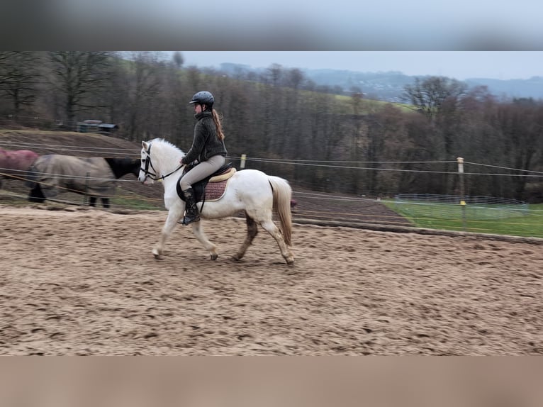 Meer ponys/kleine paarden Merrie 8 Jaar 120 cm Schimmel in Morsbach