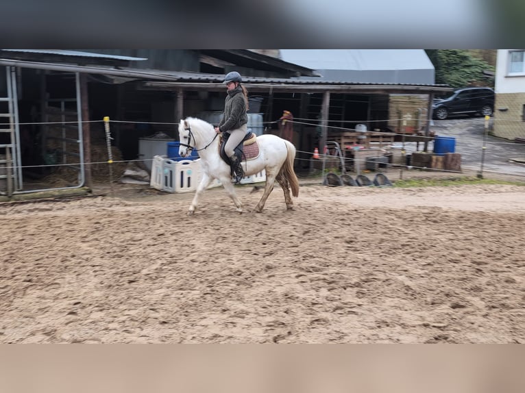 Meer ponys/kleine paarden Merrie 8 Jaar 120 cm Schimmel in Morsbach