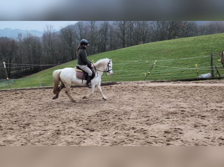 Meer ponys/kleine paarden Merrie 8 Jaar 120 cm Schimmel in Morsbach