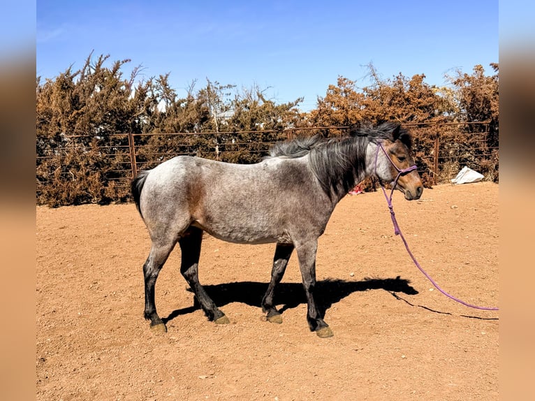 Meer ponys/kleine paarden Merrie 8 Jaar 122 cm Roan-Bay in Canyon
