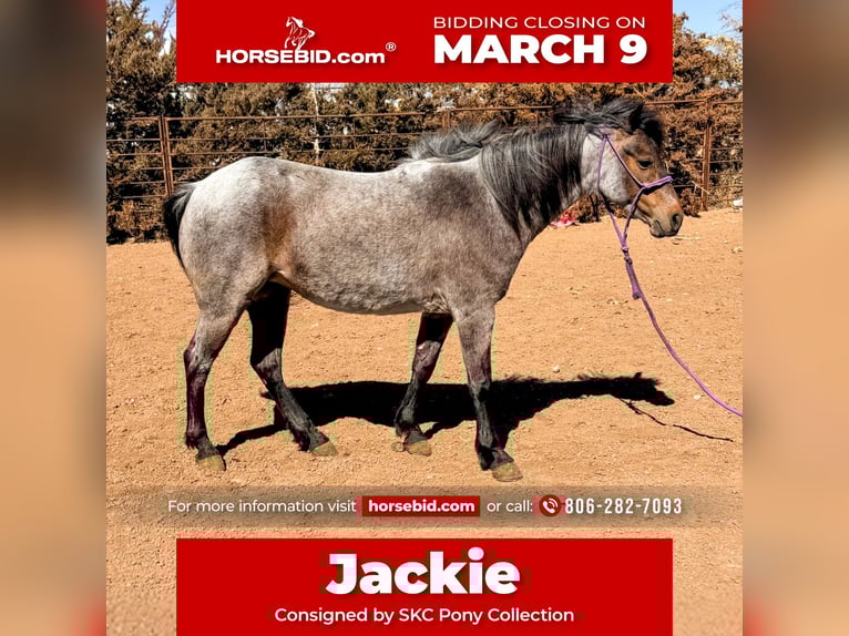 Meer ponys/kleine paarden Merrie 8 Jaar 122 cm Roan-Bay in Canyon