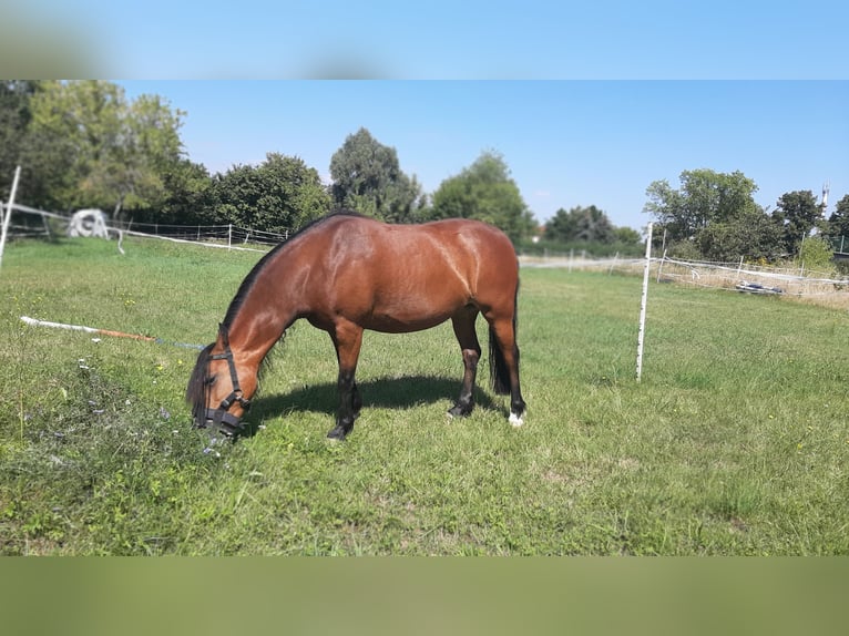 Meer ponys/kleine paarden Mix Merrie 8 Jaar 125 cm Bruin in Freyburg (Unstrut)