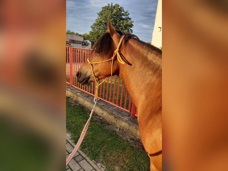 Meer ponys/kleine paarden Mix Merrie 8 Jaar 125 cm Bruin in Freyburg (Unstrut)