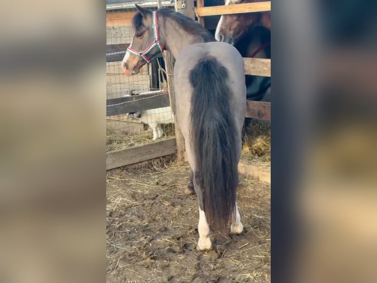 Meer ponys/kleine paarden Merrie 8 Jaar 126 cm Bruin in Rechnitz
