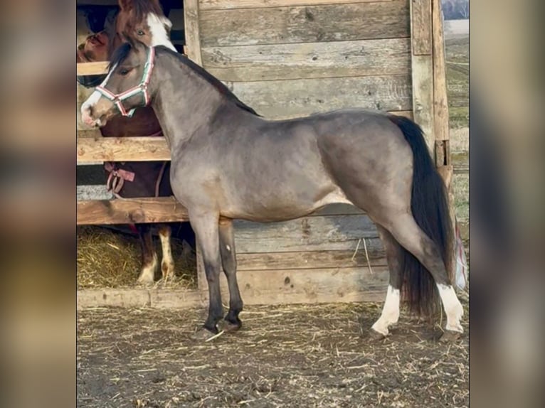 Meer ponys/kleine paarden Merrie 8 Jaar 126 cm Bruin in Rechnitz