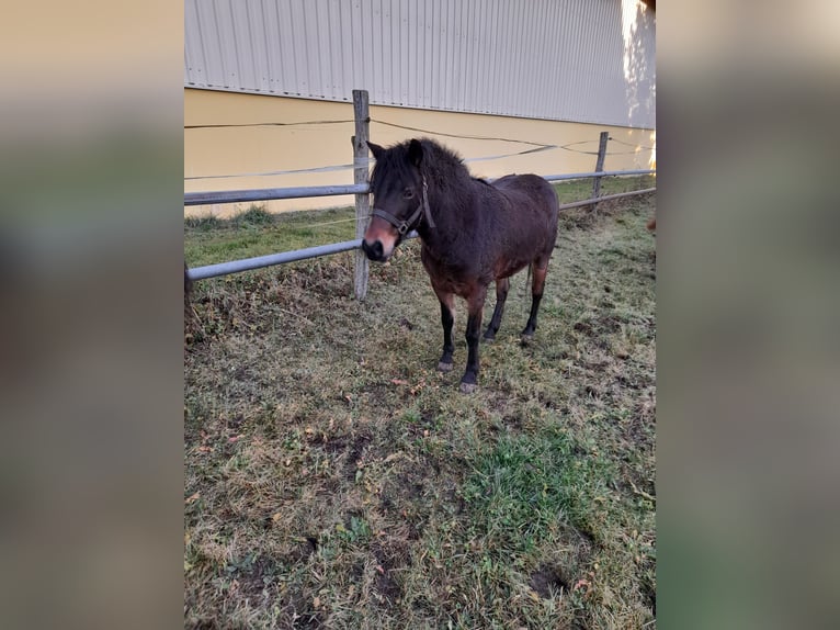 Meer ponys/kleine paarden Mix Merrie 8 Jaar 128 cm Bruin in Bad Saulgau