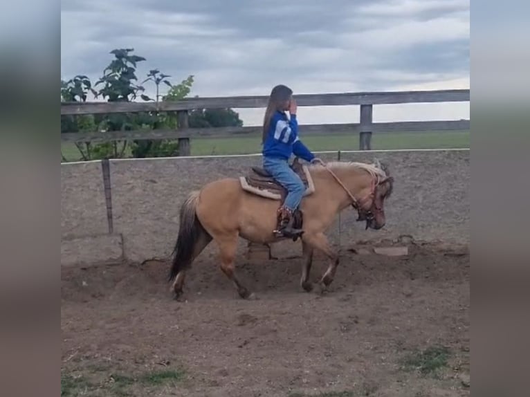 Meer ponys/kleine paarden Merrie 8 Jaar 128 cm Falbe in Rechnitz