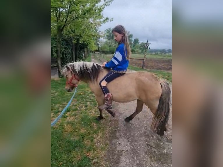 Meer ponys/kleine paarden Merrie 8 Jaar 128 cm Falbe in Rechnitz