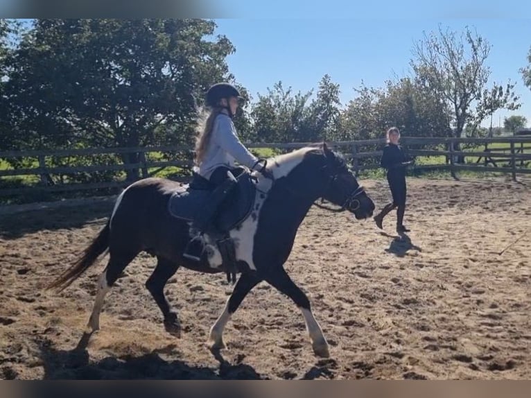 Meer ponys/kleine paarden Merrie 8 Jaar 130 cm Gevlekt-paard in Rechnitz