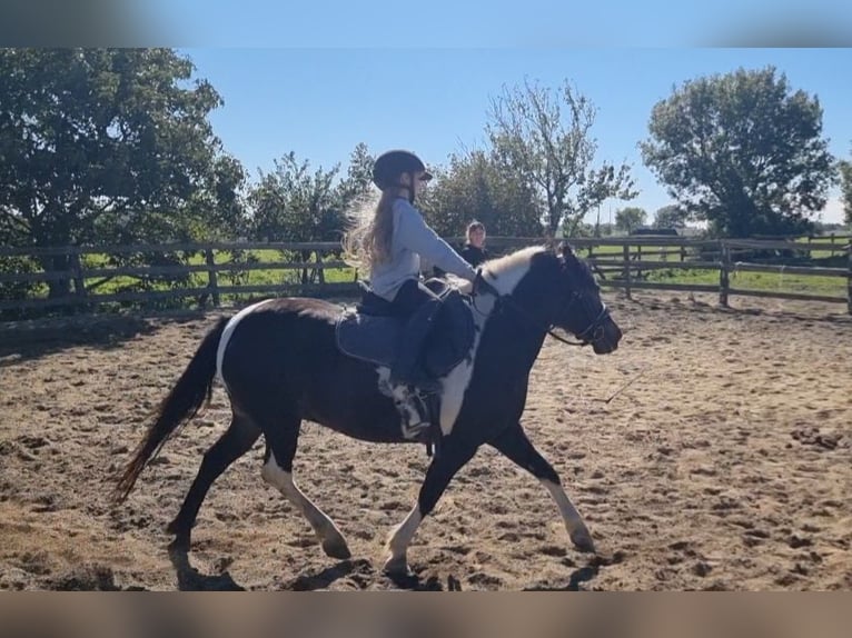 Meer ponys/kleine paarden Merrie 8 Jaar 130 cm Gevlekt-paard in Rechnitz