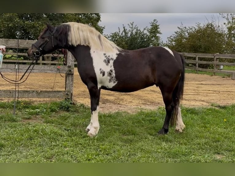 Meer ponys/kleine paarden Merrie 8 Jaar 130 cm Gevlekt-paard in Rechnitz