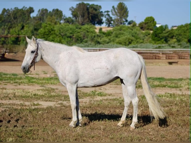 Meer ponys/kleine paarden Merrie 8 Jaar 132 cm Schimmel in King City