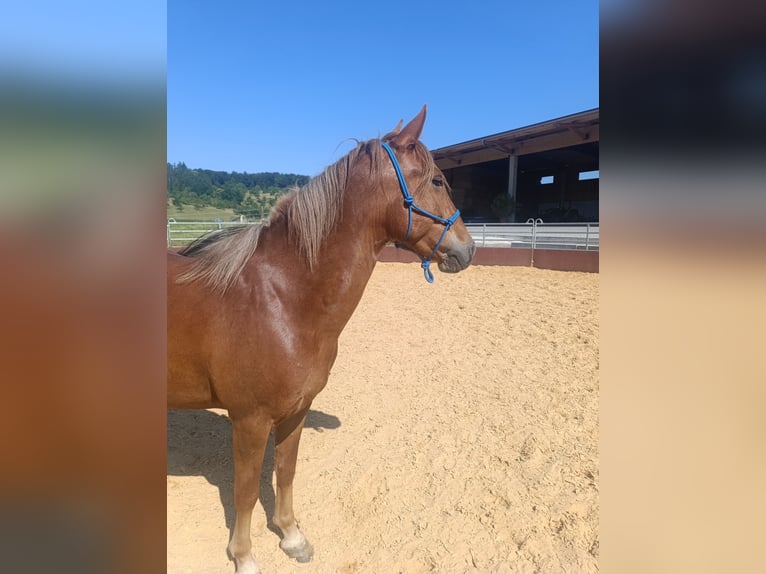 Meer ponys/kleine paarden Mix Merrie 8 Jaar 143 cm  in Schorndorf
