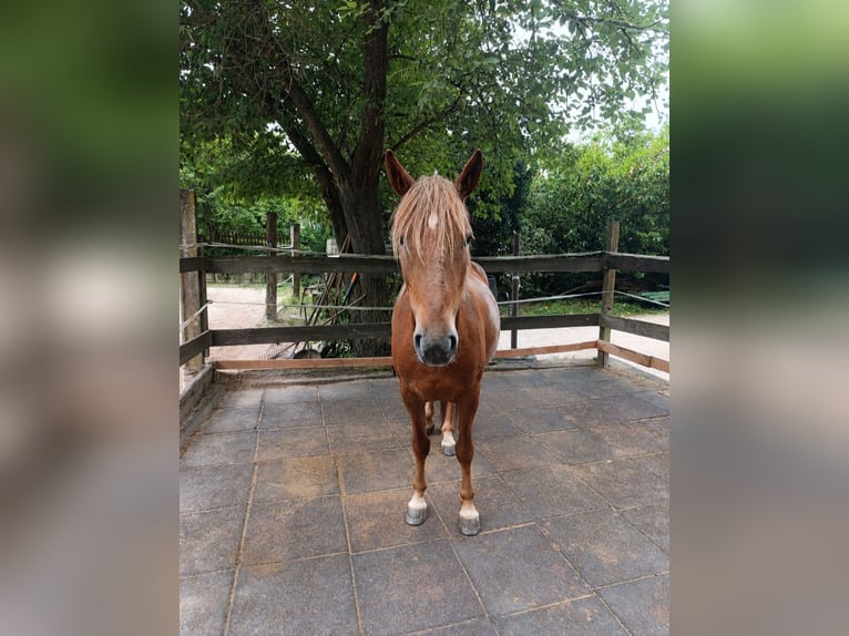 Meer ponys/kleine paarden Merrie 8 Jaar 143 cm Vos in Schorndorf