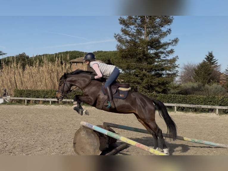 Meer ponys/kleine paarden Merrie 8 Jaar 147 cm Donkerbruin in Rome