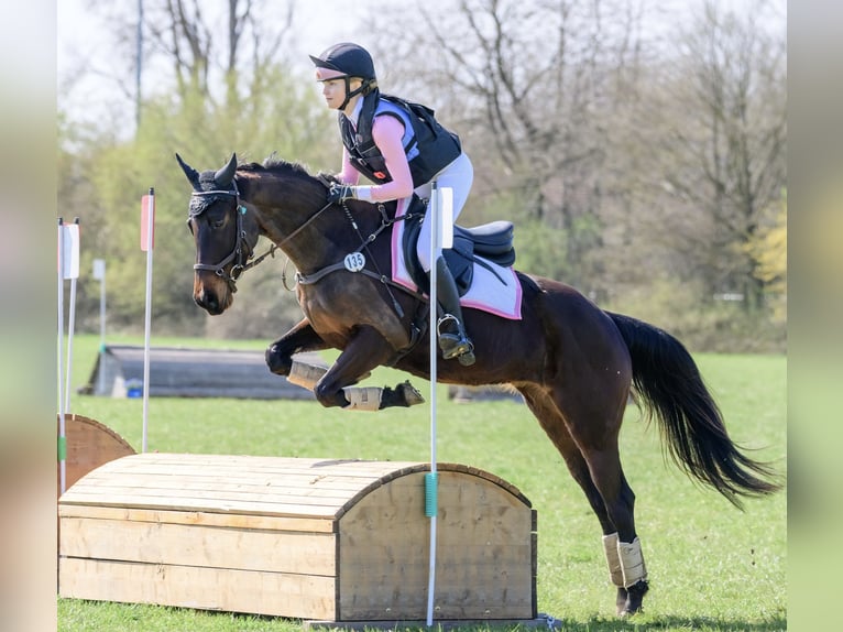 Meer ponys/kleine paarden Merrie 8 Jaar 147 cm Zwartbruin in Stöttwang