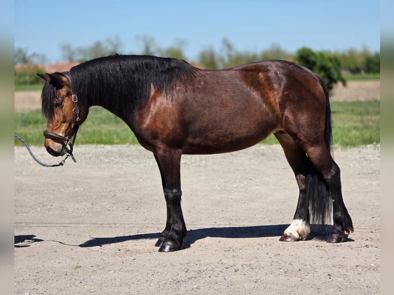 Meer ponys/kleine paarden Merrie 8 Jaar 148 cm Bruin in Kecskemét