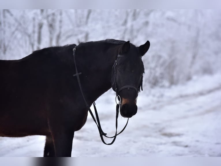 Meer ponys/kleine paarden Merrie 8 Jaar 148 cm Bruin in Gyula