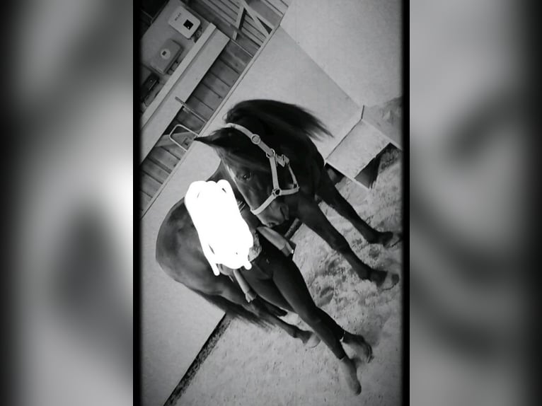 Meer ponys/kleine paarden Merrie 8 Jaar 149 cm Donkere-vos in Wangen im Allg&#xE4;u