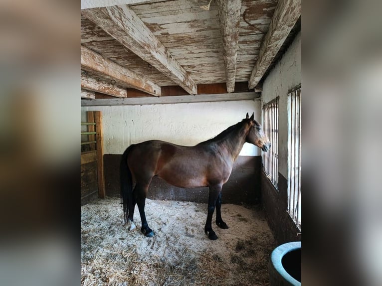 Meer ponys/kleine paarden Merrie 8 Jaar 149 cm Donkere-vos in Wangen im Allg&#xE4;u