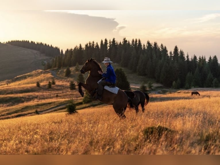 Meer ponys/kleine paarden Mix Merrie 8 Jaar 150 cm Bruin in Freiburg im Breisgau