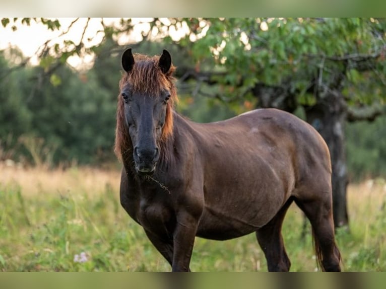 Meer ponys/kleine paarden Mix Merrie 8 Jaar 150 cm Bruin in Freiburg im Breisgau