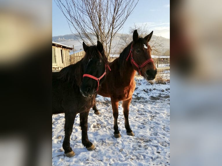 Meer ponys/kleine paarden Mix Merrie 8 Jaar 150 cm Bruin in Freiburg im Breisgau